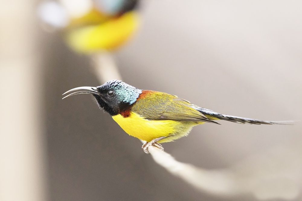 Green-tailed Sunbird. (Photo Courtesy: Aprit Bansal)